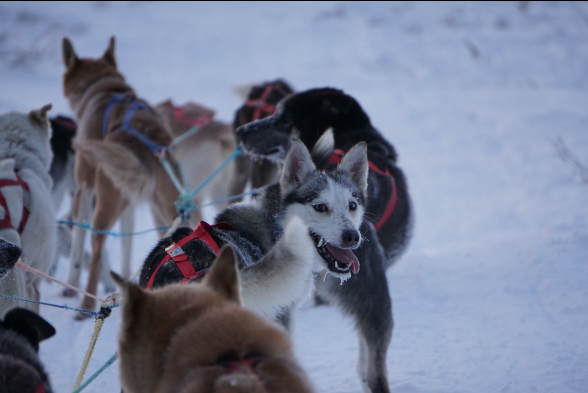 Goldstream Gals Kennel
